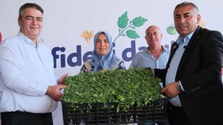 Adana Büyükşehir’den Aladağlı Üreticilere Domates Fidesi Desteği