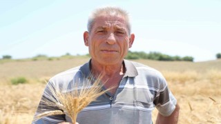 Adanada ata tohumu karakılçık buğdayı yeniden üretime kazandırıldı