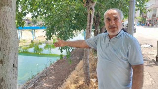 Adanada sivrisinek istilasına vatandaş tepkisi: Çocuklarımız yara içinde kaldı