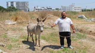 Adanalılar eşeklerin sahibini arıyor