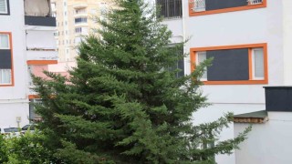 Adananın kuzey ilçelerinde kuvvetli rüzgar etkili oldu