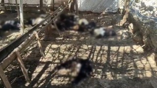 Ağıla giren başıboş köpekler 26 keçiyi telef etti