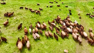 Ağrıda yaylalar koyun sürüleriyle süslendi