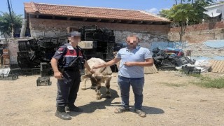 Ahırdan çalınan büyükbaş hayvan bulundu