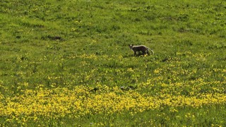 Ahlat kırsalında yiyecek arayan tilki görüntülendi