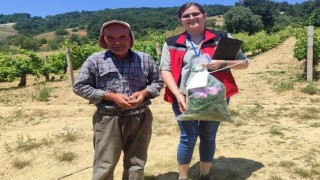 Akhisarda hasat öncesi yaprak denetimi