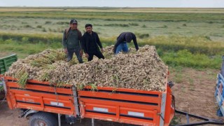 Aksarayın ata tohumundan yetiştirilen organik sarımsakların hasadı başladı
