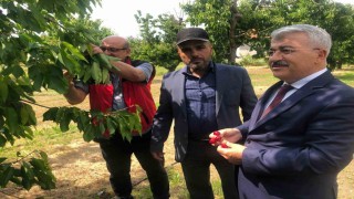 Akşehir Kirazının geleceği sahada değerlendirildi