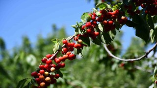Akşehirde Kiraz Hasat Şenliği coşkusu