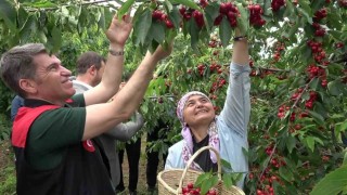 Amasyada dalları kiraz bastı, bu yıl 50 bin ton rekolte bekleniyor