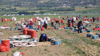 Amasyada soğan hasadı başladı: Tarlada kilosu 12-25 TL arasında