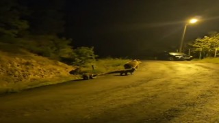 Anne ayı ve üç yavrusu komşusu oldu