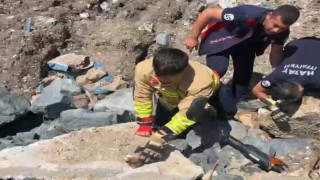 Anne kedi yavruları kurtarılana kadar ekiplerin başında bekledi