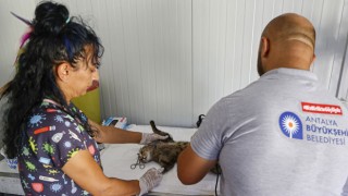 Antalya’da Sahipsiz Kediler Mobil Kısırlaştırma Ünitesi Devrede