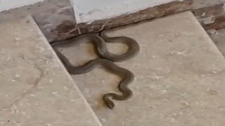 Apartmana giren yılan paniğe neden oldu
