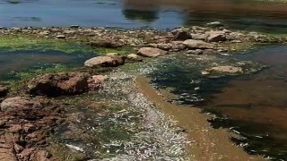 Araban Karasu Çayında tedirgin eden toplu balık ölümleri