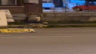 Ardahanda gece şehre inen tilki kamerada