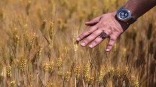 Arpa fiyatlarında düşüş üreticisini üzdü besiciyi sevindirdi