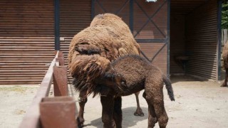 Avrupanın en büyük doğal yaşam parkında yavru deve heyecanı