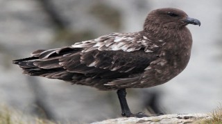 Avustralya ana karasında ilk H5N1 kuş gribi vakası şüphesi