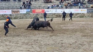 Ayderde boğa güreşleri sağanak yağışa rağmen heyecanlı başladı