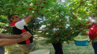Aydında kiraz hasadı sürüyor