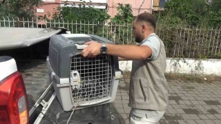 Aydında oklu kirpi operasyonu