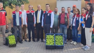 Aydının dünya markası inciri için sahada yoğun mesai