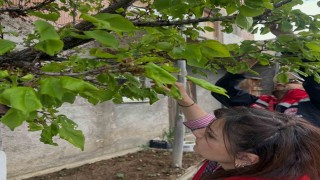 Aydıntepedeki meyve bahçelerinde hastalık ve zararlı kontrolü yapıldı
