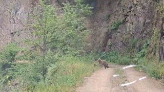 Ayı ve üç yavrusu yolda görüntülendi