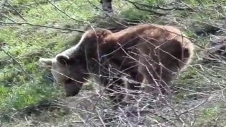 Ayıların dünyasına misafir olan dağcı: Onları tanımadan nefret yaymayalım
