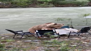 Ayının piknik keyfi kameralara yansıdı