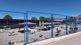 Bakan Mustafa Çiftçinin Erzurumdaki sokak köpeği başarısı Türkiyeye örnek oluyor