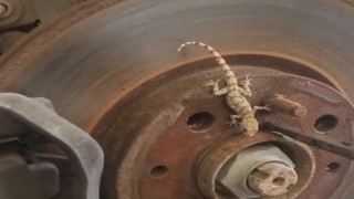Balata değişimi sırasında tekerlekten çıkan kertenkele şaşırttı