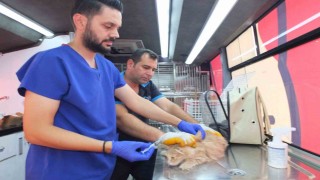 Balıkesirde Can Dost 18 bin sokak hayvanına sağlık hizmeti verdi