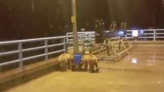 Barajda gece nöbeti tutan güvenlikçiye iki ayı yavrusu sürprizi