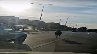 Başıboş at ana yolda trafiği tehlikeye attı