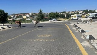 Başıboş atlar mahalle sakinlerini tedirgin ediyor