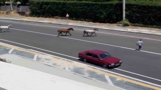 Başıboş atlar yürekleri ağza getirdi