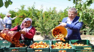 Başkan Subaşıoğlu kiraz ve kayısı üreticileriyle birlikte hasat yaptı