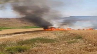 Batmanda 150 dönümlük buğday tarlası yangında zarar gördü