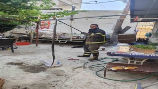 Batmanda evin bahçesine giren yılan paniğe neden oldu