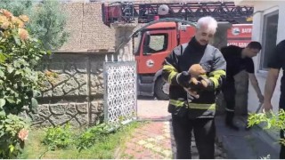 Batmanda fabrika duvarına sıkışan köpek kurtarıldı, işçiler hayvanı sahiplendi
