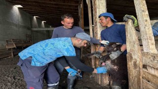 Bayburtta küçükbaş hayvanlara yönelik kimliklendirme ve aşılama çalışmaları sürüyor