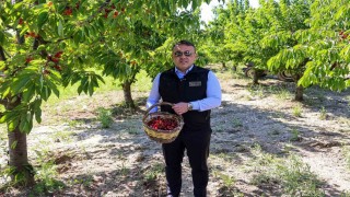 Bilecikte 27 bin dekarda yıllık yaklaşık 15 bin 500 ton kiraz üretimi