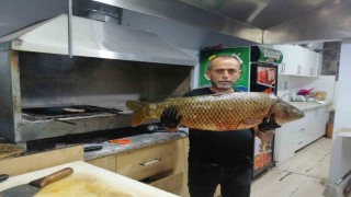 Bilecikte dev sazan balığı yakalandı
