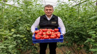 Bilecikte örtü altı domates hasadı başladı