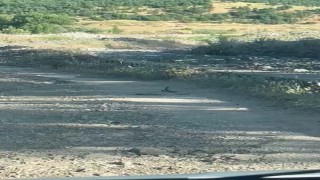 Bingölde iki yılanın dansı görüntülendi