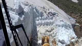 Bingölde ilginç görüntü: Yazın ortasında; bir yanda kar, diğer yanda sıcaktan bunalan inekler