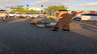 Bingöl'de otomobilin çarptığı eşek telef oldu